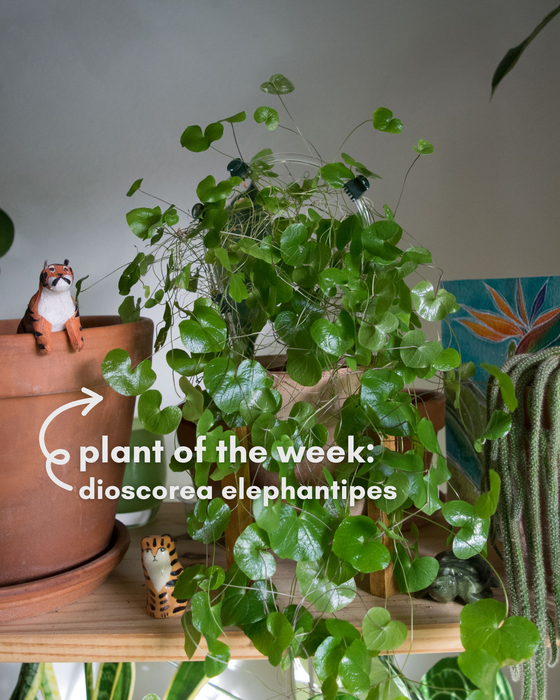 Dioscorea Elephantipes - 4"