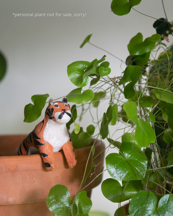 Dioscorea Elephantipes - 4"