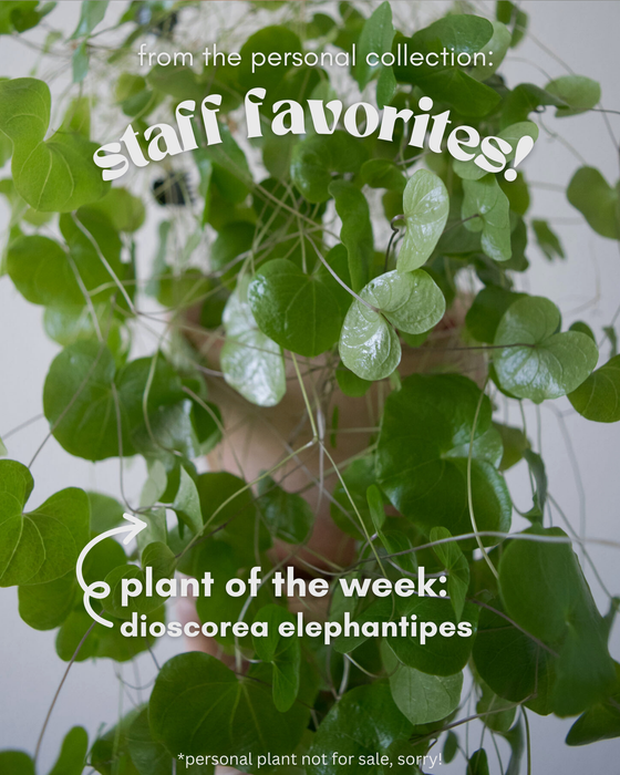 Dioscorea Elephantipes - 4"