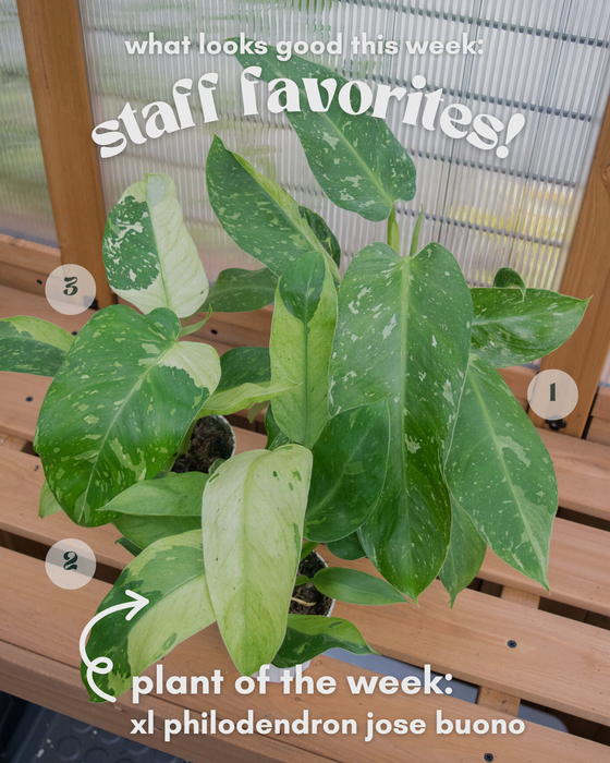 XL Philodendron 'Jose Buono' - 4"