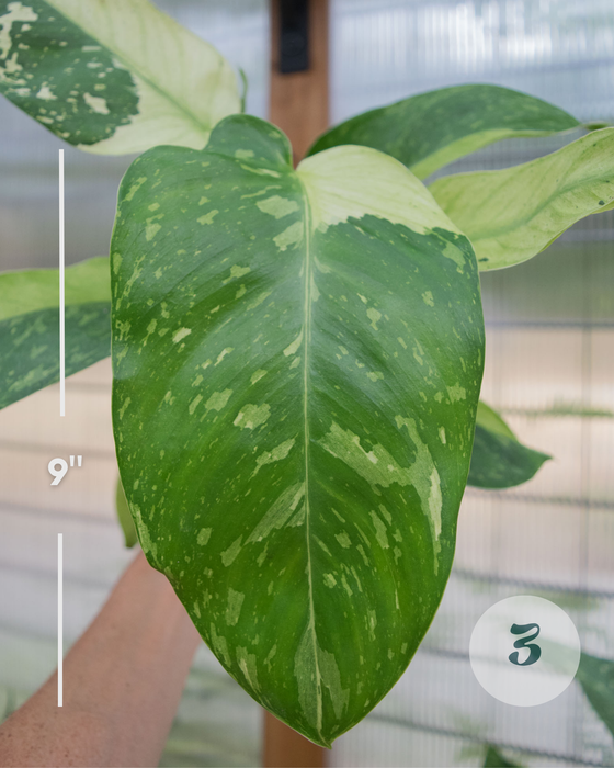 XL Philodendron 'Jose Buono' - 4"