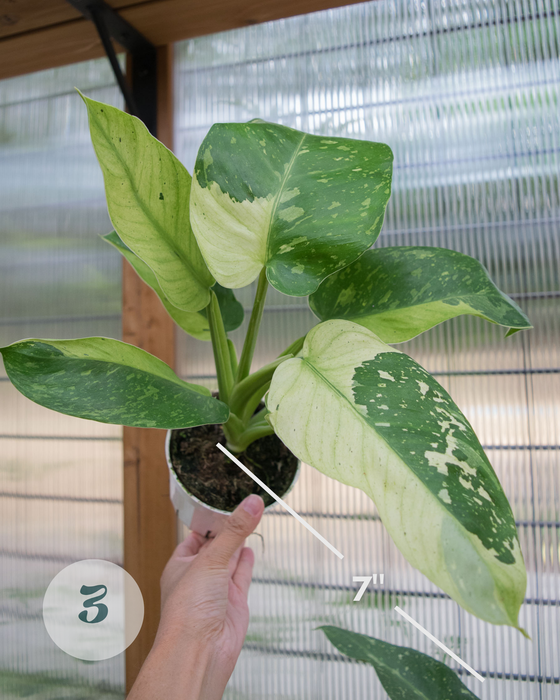 XL Philodendron 'Jose Buono' - 4"