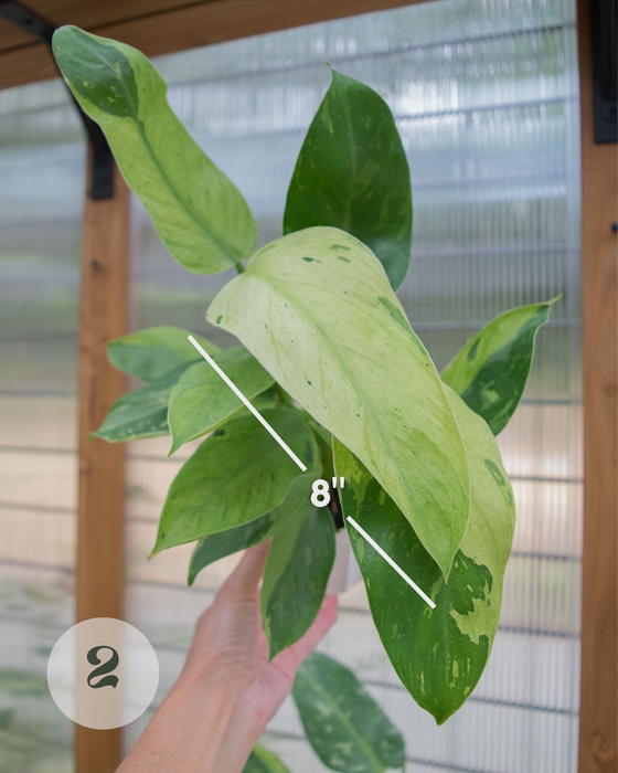 XL Philodendron 'Jose Buono' - 4"