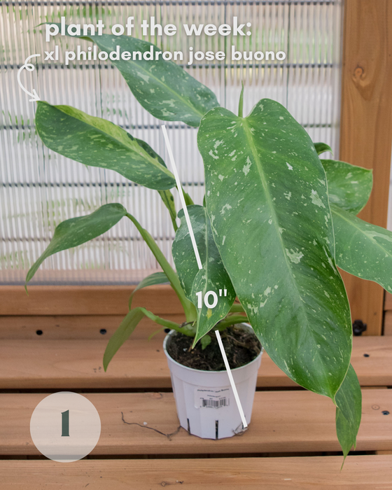XL Philodendron 'Jose Buono' - 4"