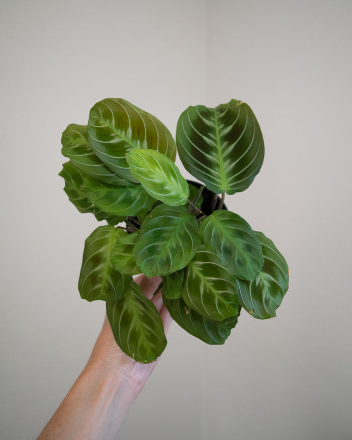Pet Friendly Plants
