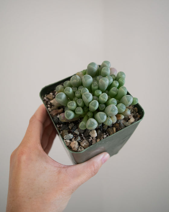 Fenestraria Rhopalophylla 'Baby Toes' - 4"