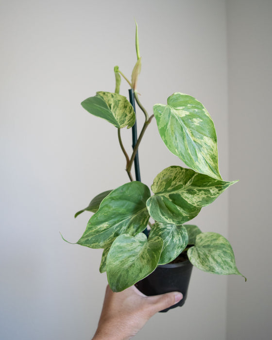 Philodendron Scandens Variegatum - 4"