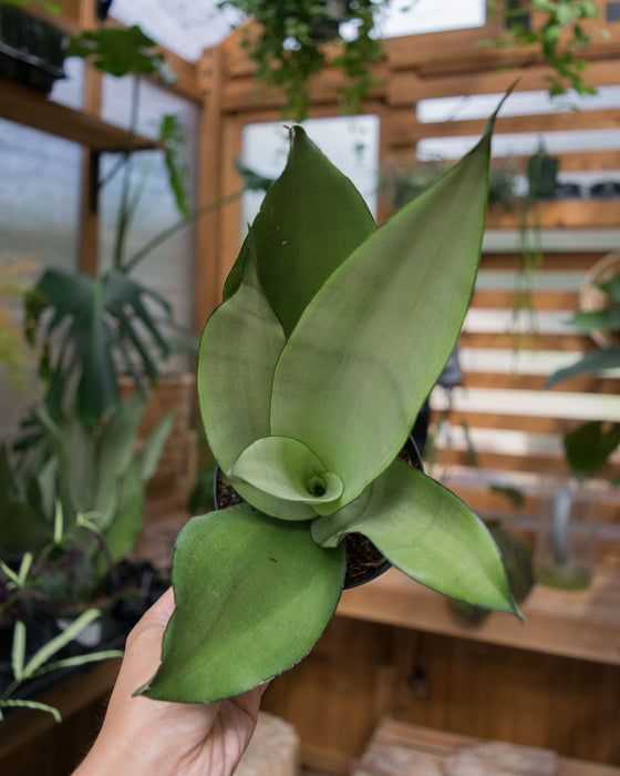 Sansevieria 'Moonshine' - 4"