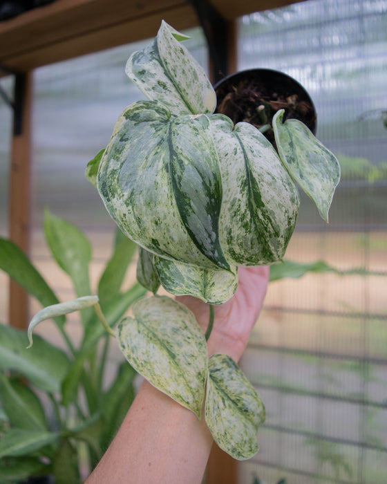 Scindapsus Pict. 'Peasun' Variegated - 2"