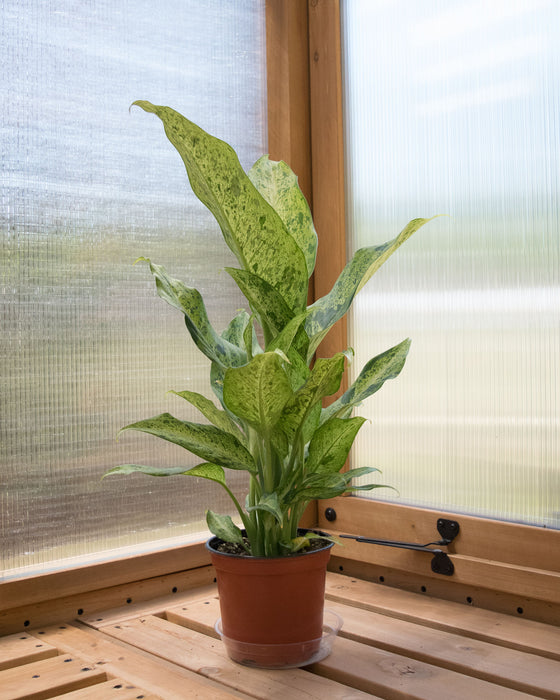 Dieffenbachia 'Maui Wowie' - 6" (Pick Up Only)