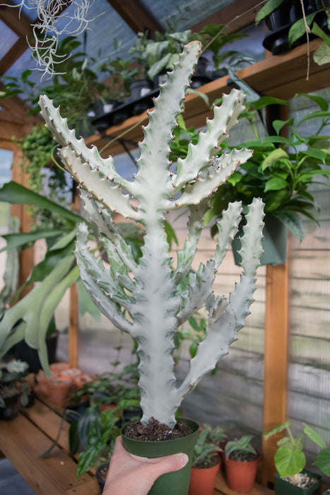Euphorbia Lactea 'White Ghost' - 4" (Pick Up Only)