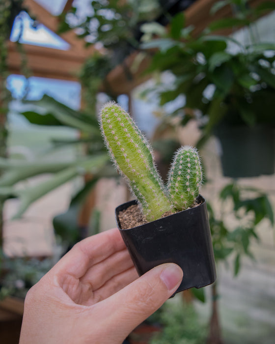 Echinopsis Chamaecereus 'Variegated' - 2"