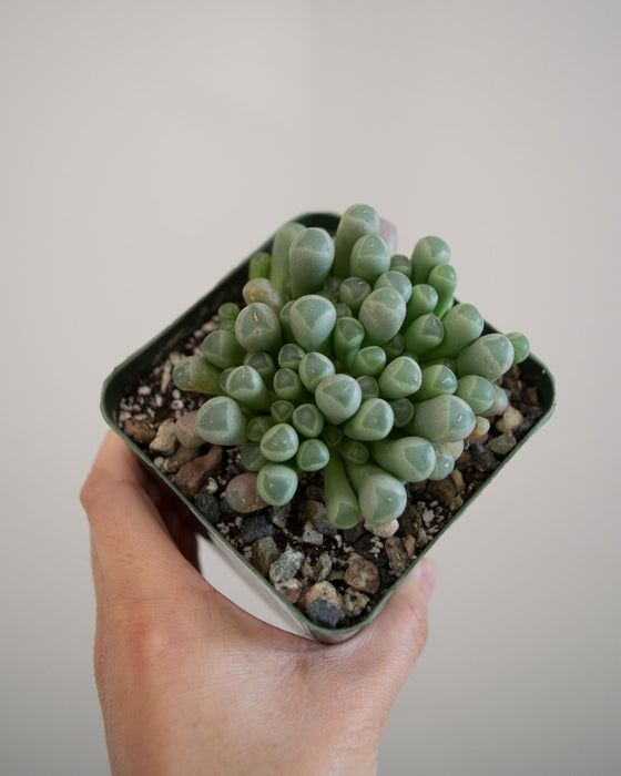 Fenestraria Rhopalophylla 'Baby Toes' - 4"