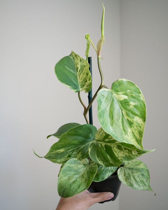 Philodendron Scandens Variegatum - 4"