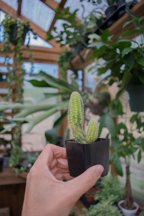 Echinopsis Chamaecereus 'Variegated' - 2"