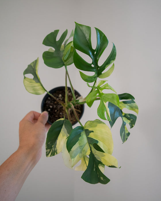 Rhapidophora Tetrasperma 'Albo Variegata' - 4"