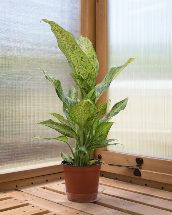Dieffenbachia 'Maui Wowie' - 6" (Pick Up Only)