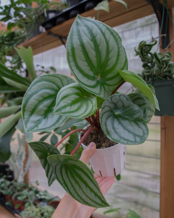 Peperomia Watermelon - 4"
