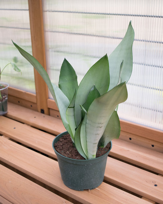Sansevieria 'Moonshine' - 6" (Pick Up Only)
