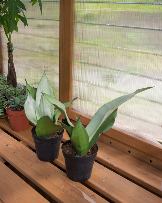 Sansevieria 'Moonshine' - 4"