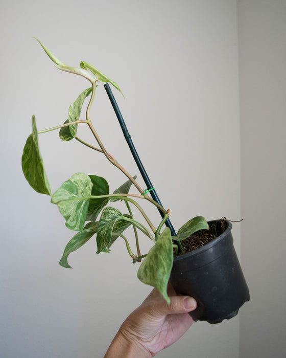 Philodendron Scandens Variegatum - 4"