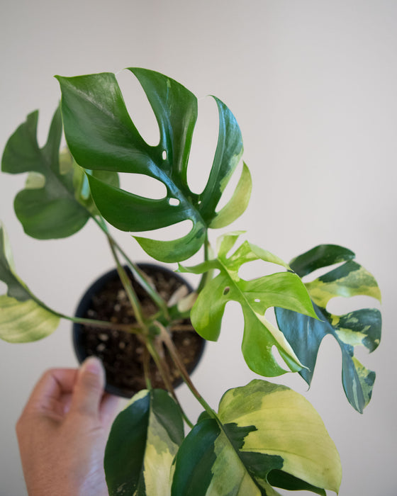 Rhapidophora Tetrasperma 'Albo Variegata' - 4"