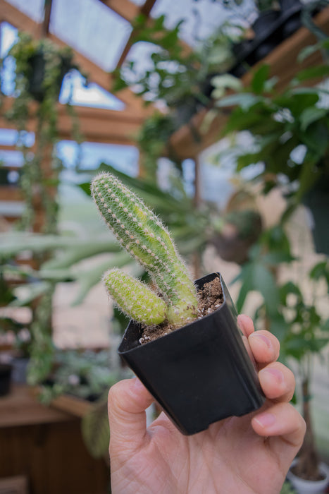 Echinopsis Chamaecereus 'Variegated' - 2"