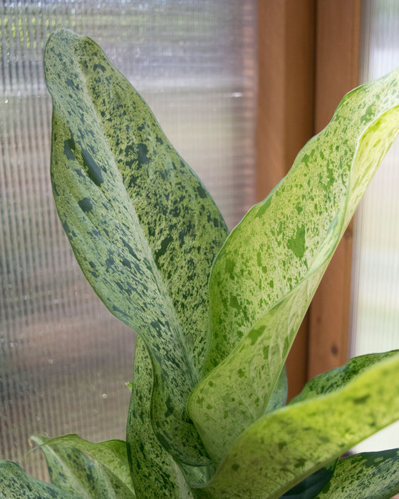 Dieffenbachia 'Maui Wowie' - 6" (Pick Up Only)