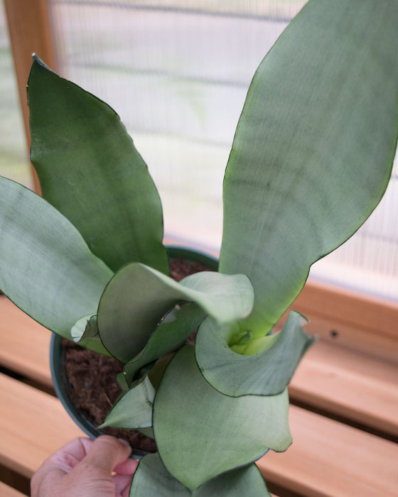Sansevieria 'Moonshine' - 6" (Pick Up Only)