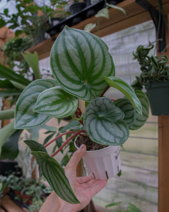 Peperomia Watermelon - 4"