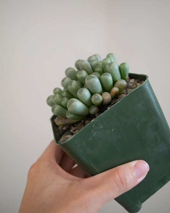 Fenestraria Rhopalophylla 'Baby Toes' - 4"