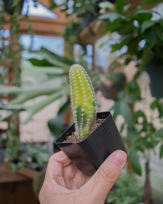 Echinopsis Chamaecereus 'Variegated' - 2"