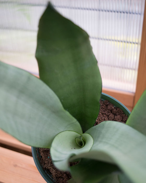 Sansevieria 'Moonshine' - 6" (Pick Up Only)