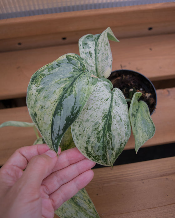 Scindapsus Pict. 'Peasun' Variegated - 2"