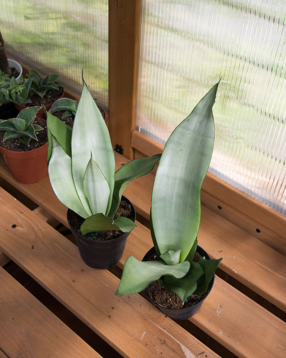 Sansevieria 'Moonshine' - 4"