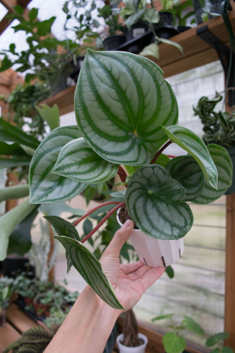 Peperomia Watermelon - 4"