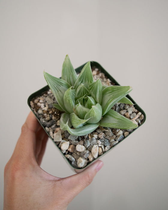 Haworthia Cooperi 'Silver Swirl' - 4"