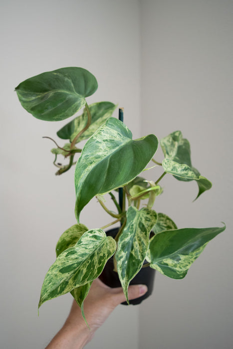Philodendron Scandens Variegatum - 4"