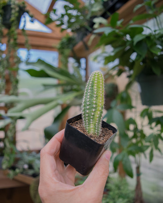Echinopsis Chamaecereus 'Variegated' - 2"