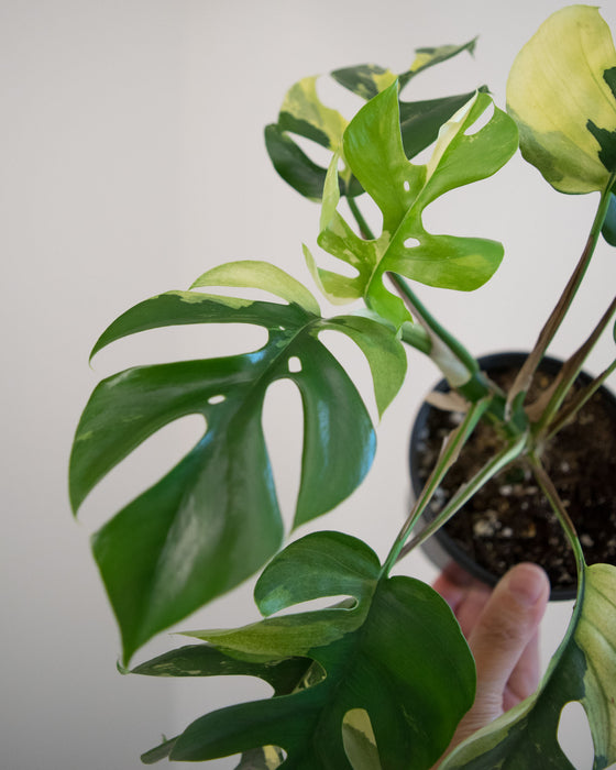 Rhapidophora Tetrasperma 'Albo Variegata' - 4"