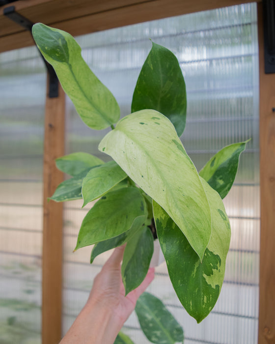 XL Philodendron 'Jose Buono' - 4"