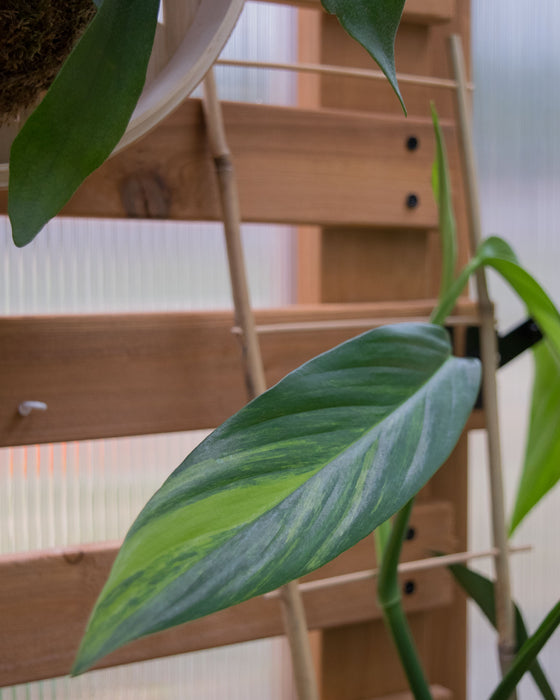 Epipremnum Amplissimum 'Variegata' - 6" (Pick Up Only)