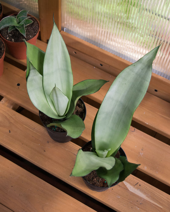 Sansevieria 'Moonshine' - 4"