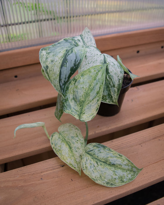 Scindapsus Pict. 'Peasun' Variegated - 2"