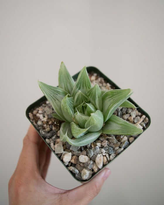 Haworthia Cooperi 'Silver Swirl' - 4"