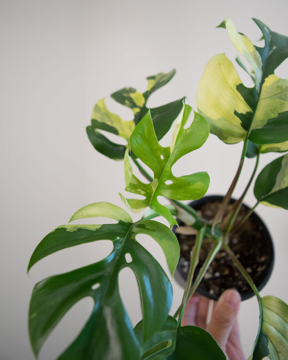 Rhapidophora Tetrasperma 'Albo Variegata' - 4"