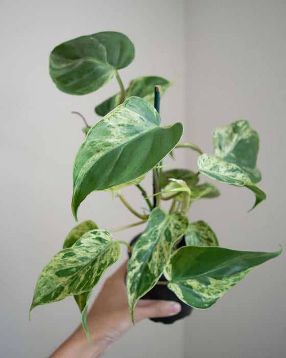 Philodendron Scandens Variegatum - 4"