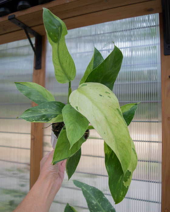 XL Philodendron 'Jose Buono' - 4"