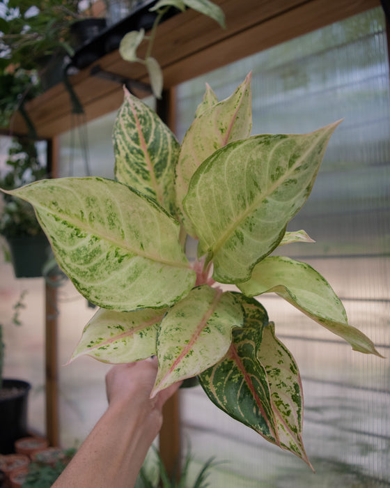 Aglaonema 'Lucky' - 4"
