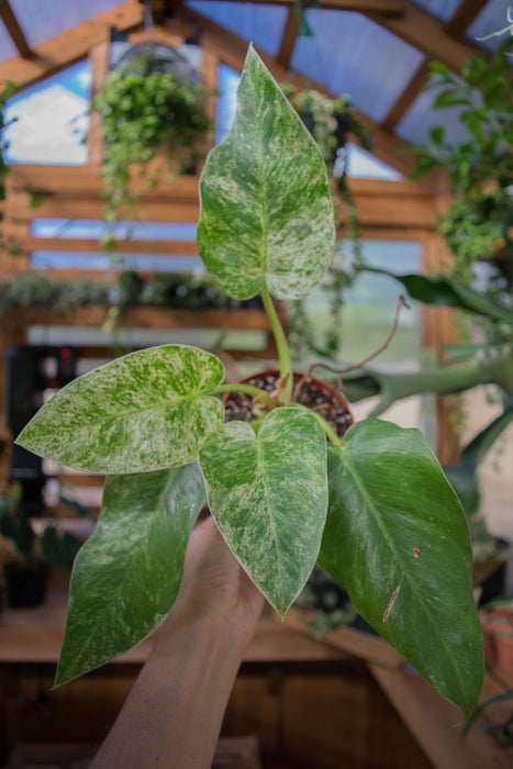 Philodendron Giganteum 'Blizzard' - 4" (SALE)